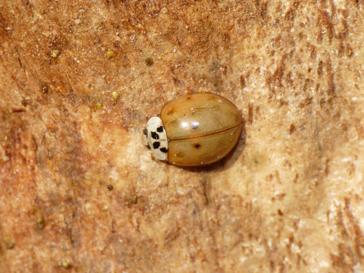 Coccinelle: Harmonia axyridis varie colorazioni (le pi grandi).